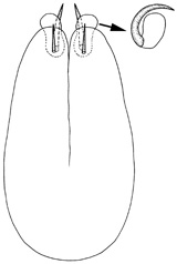zanclus